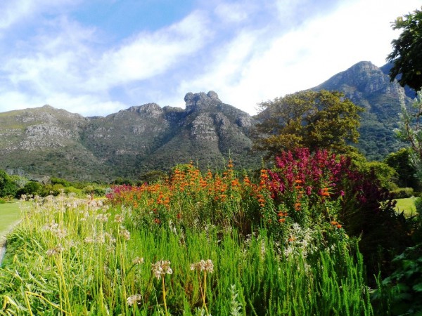 kirstenbosch-gardens-2